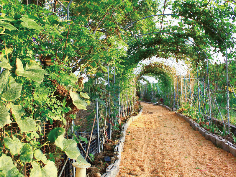 植物隧道