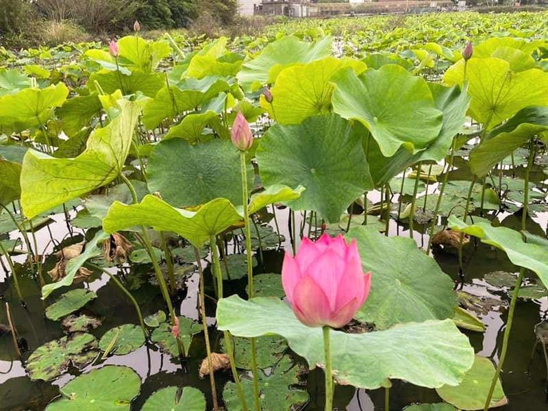 樹林里蓮花生態滯洪池