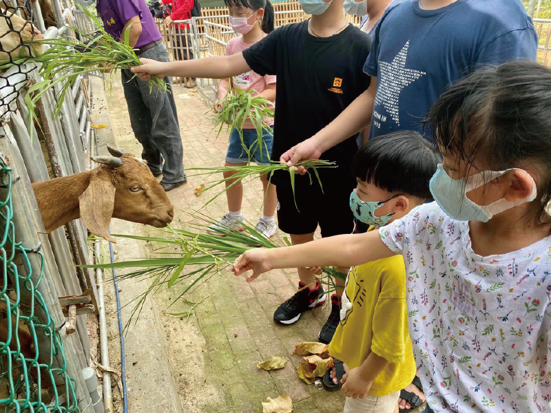 可愛動物區-餵食羊